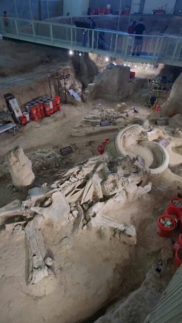 Waco Mammoth National Monument 🦣 real in situ bones #archaeology #travel #vanlife #texas #nps