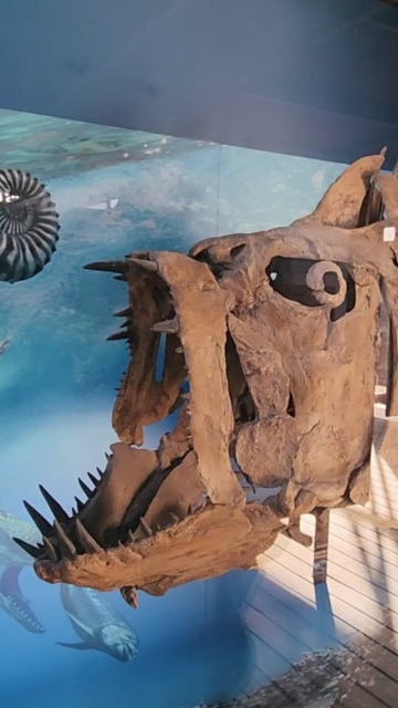 The dinosaurs of Big Bend National Park #vanlife #travel #texas #nationalparks #fossils