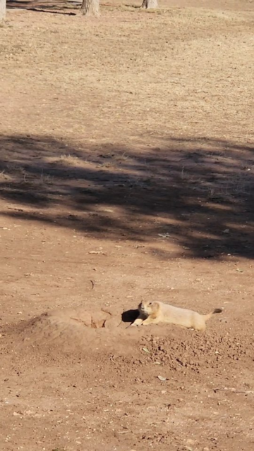 Unexpected cute surprise at a park in Texas! #vanlife #travel #texas #wildlife #cute
