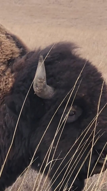 Walking amongst the buffalo #travel #vanlife #kansas #hike #buffalo
