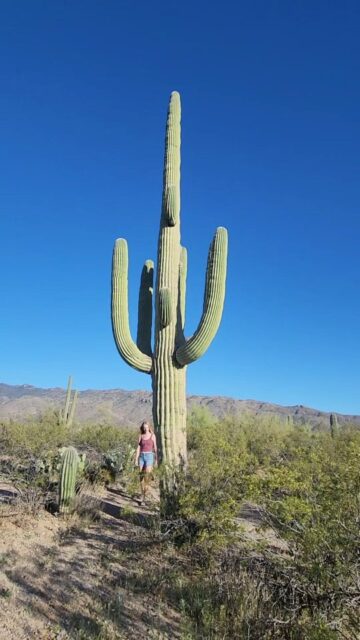 The Mighty Saguaro at sunset #vanlife #travel #arizona