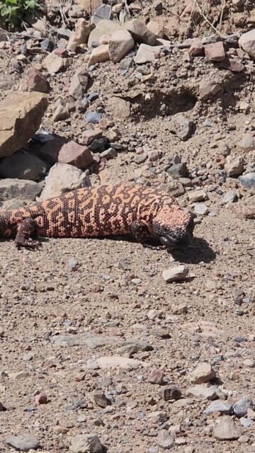Devils Walking Sticks and Gila Monsters #vanlife #arizona #travel