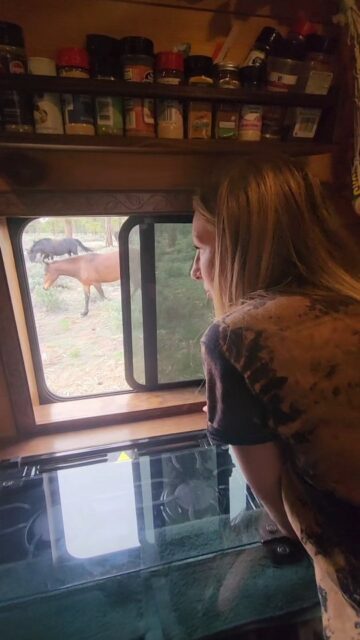 Wild horses at our campsite outside the Grand Canyon #travel #vanlife #arizona #wildlife