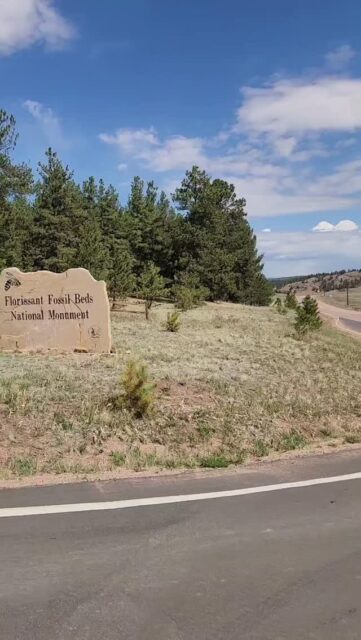 Giant Petrified Redwood Stumps Amongst the Ponderosa Pines in Colorado #travel #vanlife #colorado
